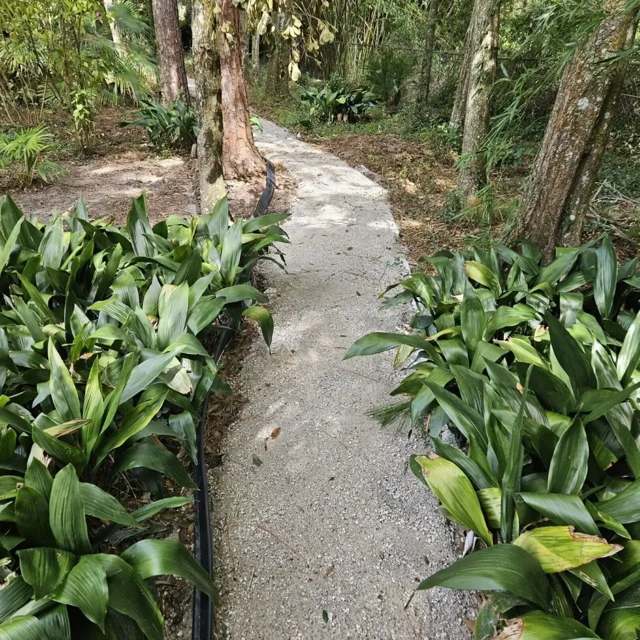 A path in the woods with many green plants.